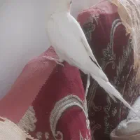 عروس هلندی ۶۰۰