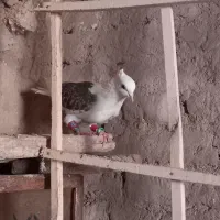 کفتر تهرانی پشت