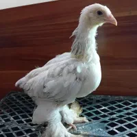 جوجه برهما اصیل اورجینال