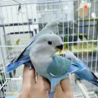 طوطی برزیلی فول رام