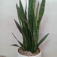 سانسوریا با حسن یوسف با گلدون