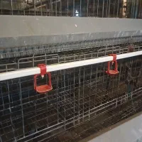 قفس مرغ تخمگذار