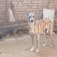 توله‌افغان