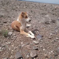 سگ گله|سگ|زرند, |دیوار