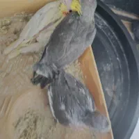 طوطی عروس هلندی جوجه