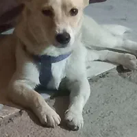 سگ روباهی بامزه