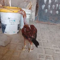 یک جوجه لاری