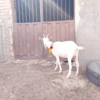بز سانن اصل جوان