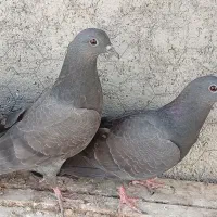 کبوتر دمگیر قلاق
