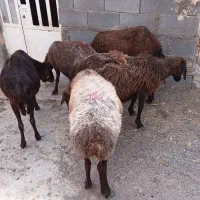 ۵عدد میش دندان تخت سالم فروشی،،بز بره،