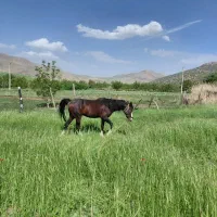 اسب کرد|اسب و تجهیزات اسب‌سواری|الشتر, |دیوار