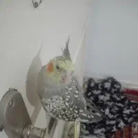 عروس هلندی یک عدد