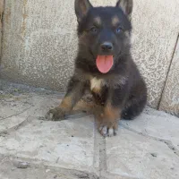 سگ ژرمن