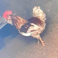 فروش مرغ و خروس
