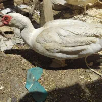 اردک نر
