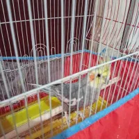 عروس هلندی