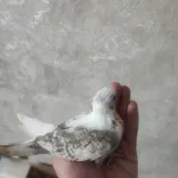 واگذاری عروس هلندی