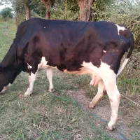 گاو چالوسی با گوساله ماده