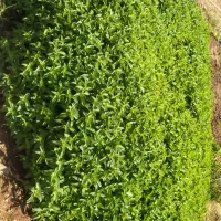 نعنا کوهی