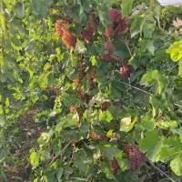 فروش انگور  انگور درجه یک سالم تمیز رنگ دار