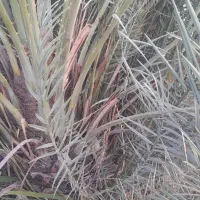 پاجوش گنتار مح خلیلی