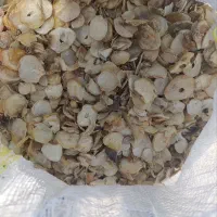 فروش اسلایس موسیر