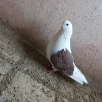 کفتر