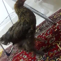 مرغ ۵ماهه برهما