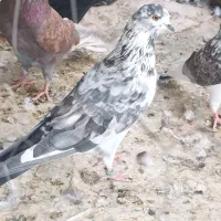 کفتر پرشی فروشی