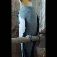 کبوتر پرنده زینتی عروس هلندی نر