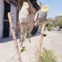 عروس هلندی