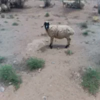 میش اوستن