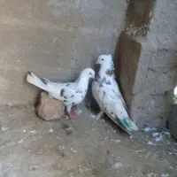 کبوتر سرور