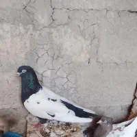 کفتر