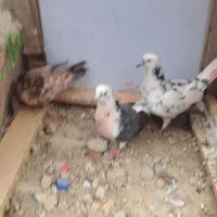 سه عددکبوتر