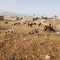 فروش بزکهره داره