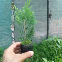 نشا کامیس نوکدار اصل