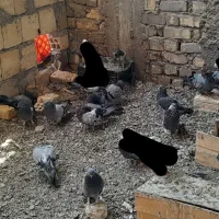 کفتر اصفهانی