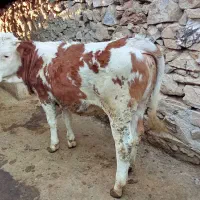 گوساله‌ماده سمینتال‌اصیل