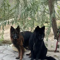 سگ ژرمن ۲ عدد گم شده