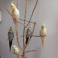 عروس هلندی