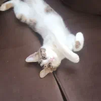 گربه ۷ماهه واگذار میشود