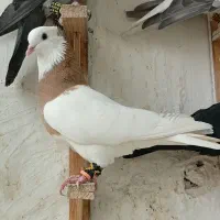 صیدکفتربوم  کلاغ نواری سینه طوقی