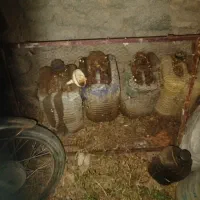 ۸۰ لیتر روغن ۱۰ دارم
