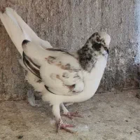دوتا ماده یاهو