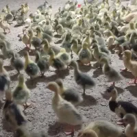 جوجه غاز