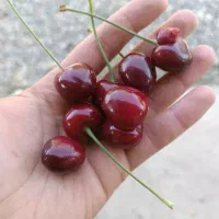 گیلاس تک دانه شیرین