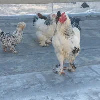 تخم نطفه دار برهما اصلی