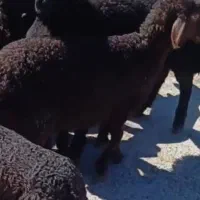 میش و بره|حیوانات مزرعه|خنداب, |دیوار