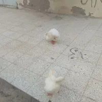 پرنده